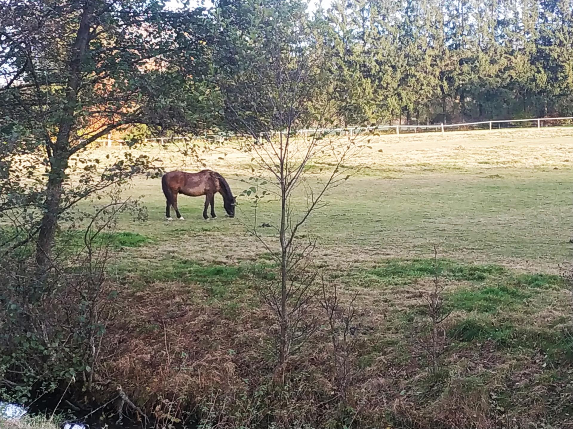 Chevaux